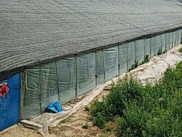 大棚專用草莓视频污黄版